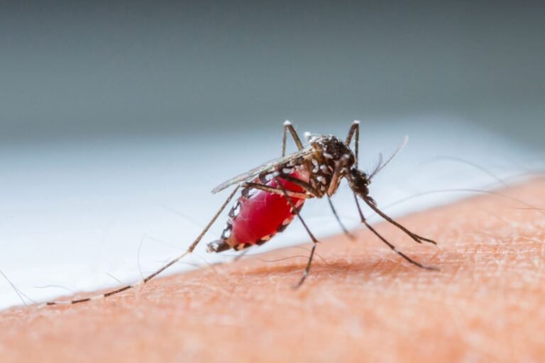 Deaths from West Nile fever in Israel surge to 31