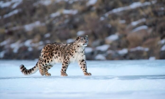 Snow leopard spotted in the Himachal Pradesh mountains